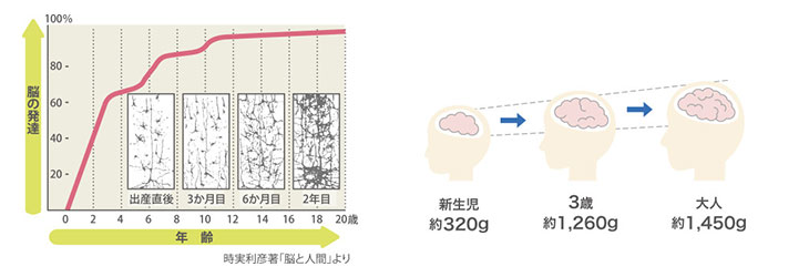 脳の発達グラフ